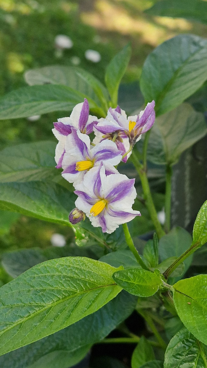 Essbare Blumen im Garten