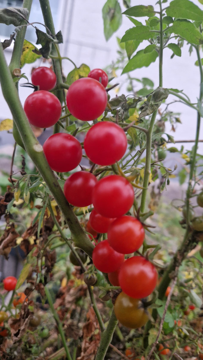 Rote Wildtomaten (nur ca. 1 cm groß, aber unglaublich intensiv)