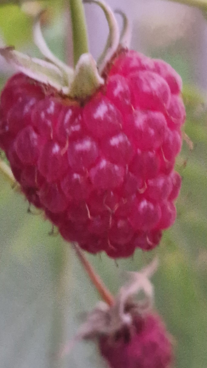 Alte Himbeersorte im Garten