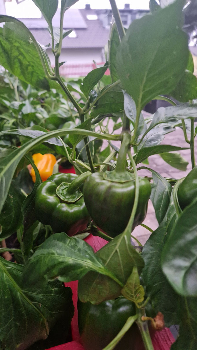 Grüne (reife) Blockpaprika im Garten