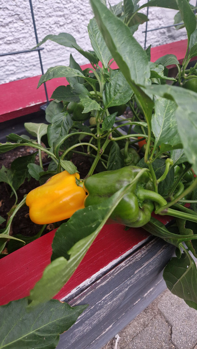 Gelbe (reife) und grüne (unreife) Blockpaprika im Garten