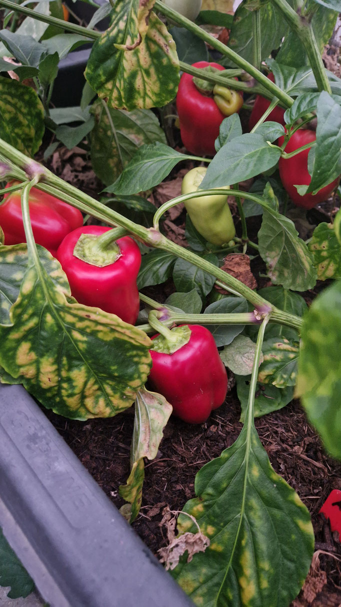 Rote (reife) Blockpaprika im Garten