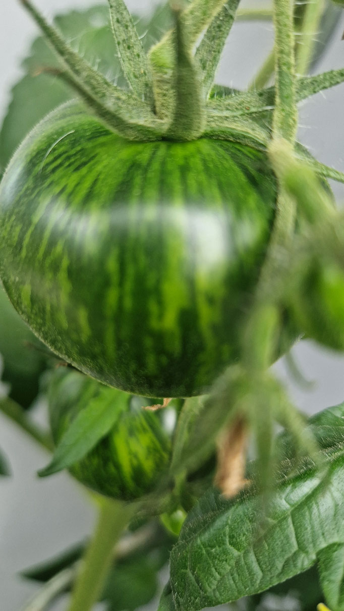 Grüne Zebratomate im Garten (die ist bereits reif und bleibt grün)