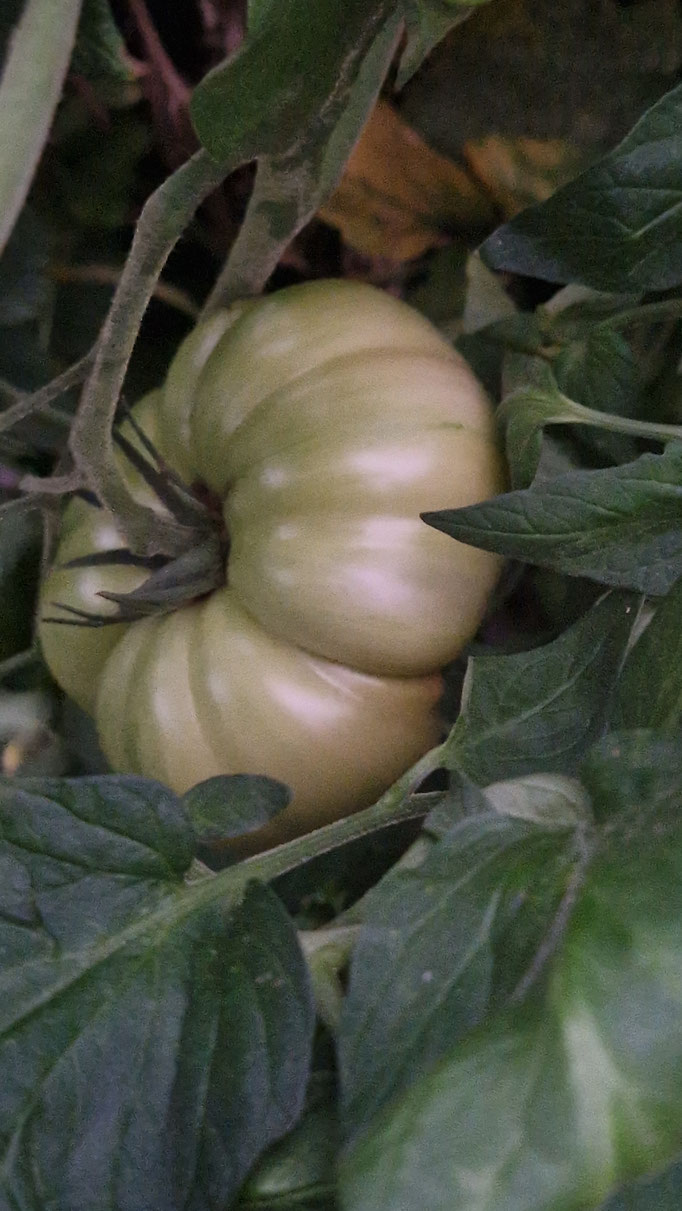 Ananastomate (unreif) im Garten. Schmeckt im reifen Zustand sehr fruchtig
