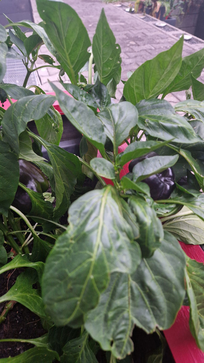 Lila (reife) Blockpaprika im Garten