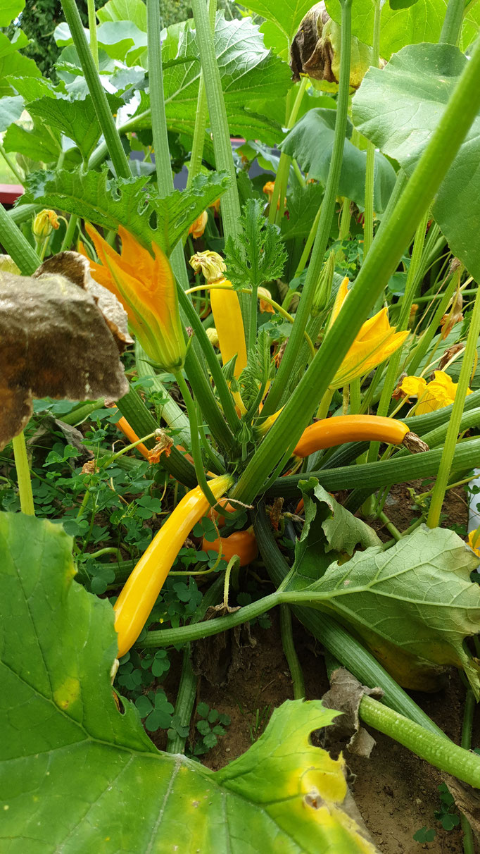 Gelbe Zucchini im Naschgarten