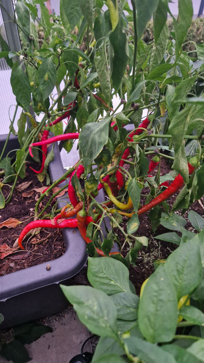 Chili (Milder Spiral) im Garten, hat nur ca. 700 Sc.