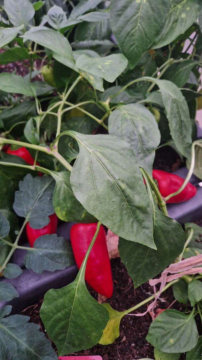 Rote (reife) Spitzpaprika im Garten