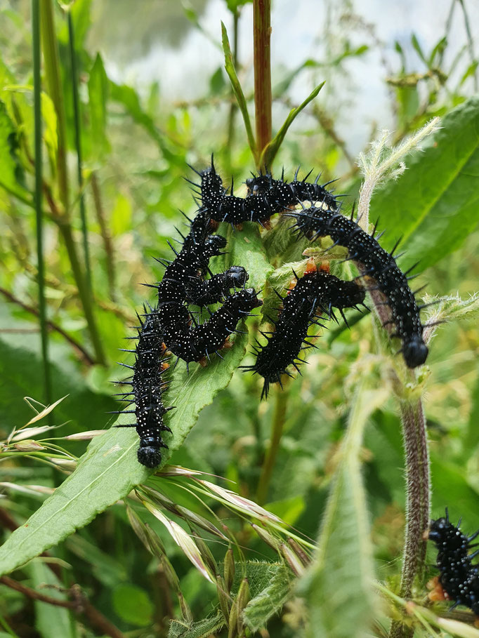 Peacock Butterfly Caterpillars (photo by Steve Self)