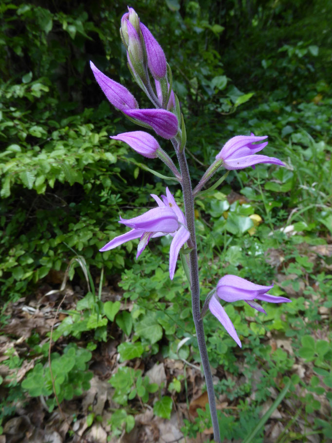 Cephalanthera rubra - Rood bosvogeltje