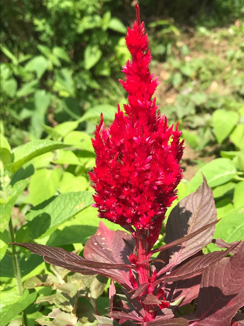 鶏頭(ケイトウ) 〈鮮やかな赤が鶏の鶏冠を表しています。夏にふさわしい情熱の花〉