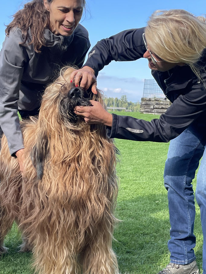 Ringtraining © Hundeschule gooddog