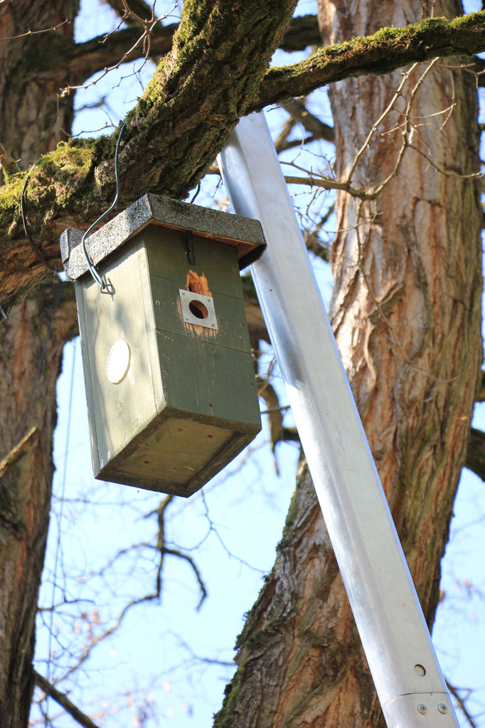 Nistkasten wieder hängt wieder am Baum (Foto: R. Budig)