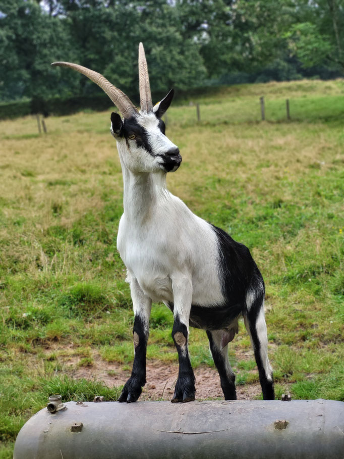 Amira, sehr selbstbewusste Ziege, Chefin der Herde, Tochter von Flöckchen (*2020)