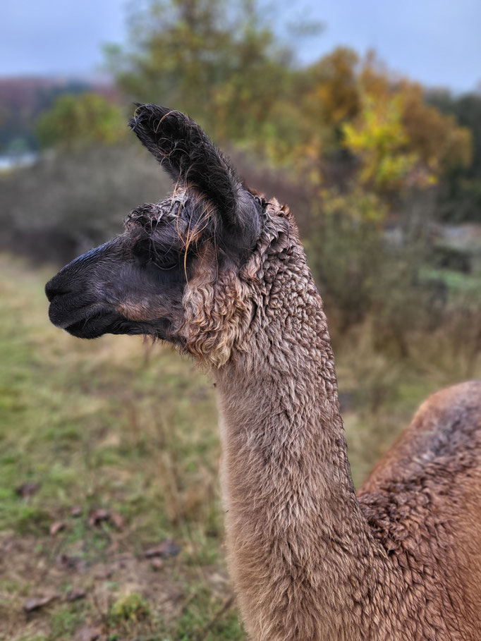 Scarlett, Jungstute, relativ klein geblieben, Enkelin von Luna, eigene Nachzucht (*20219)