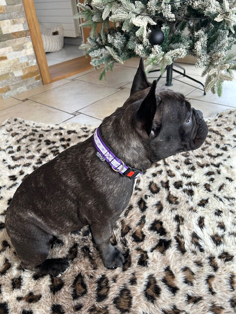 Amaya