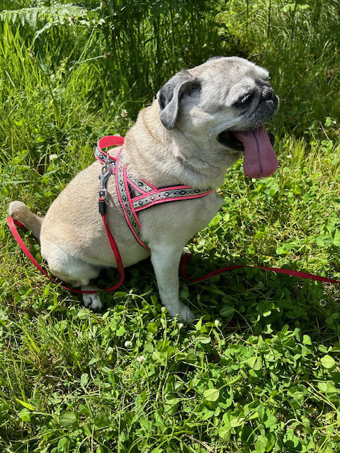 Lulu