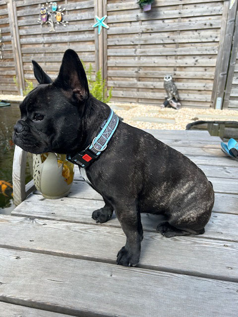Amaya