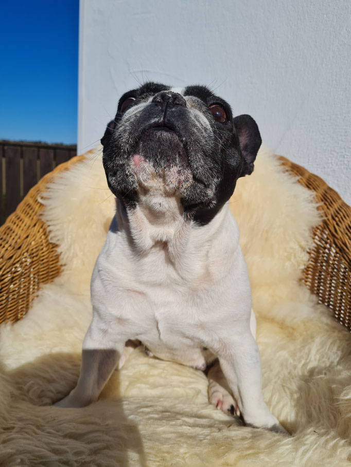 Lola genießt die Sonne