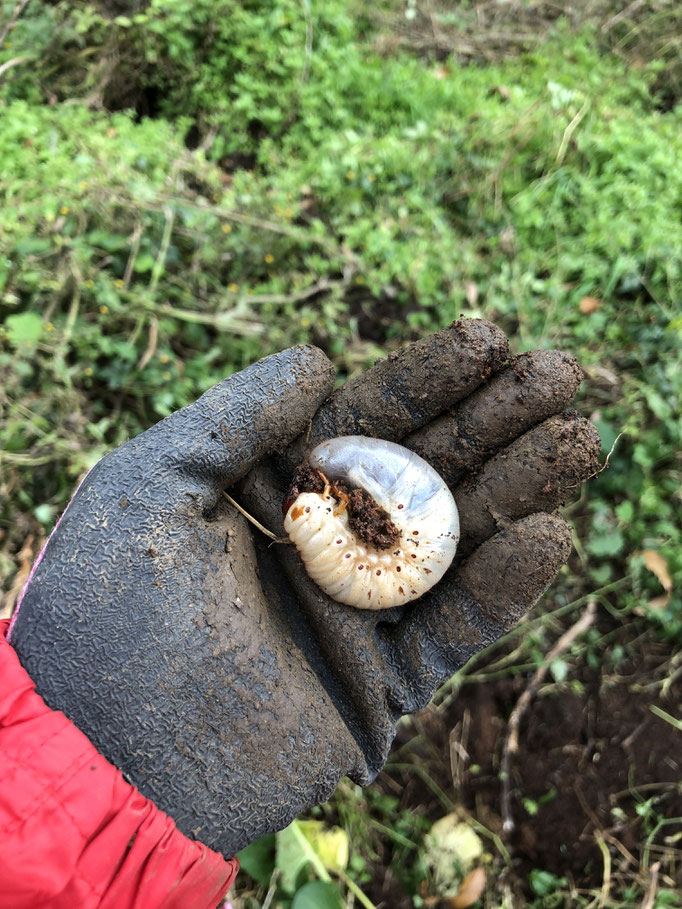 まるまる太ったカブトムシの幼虫