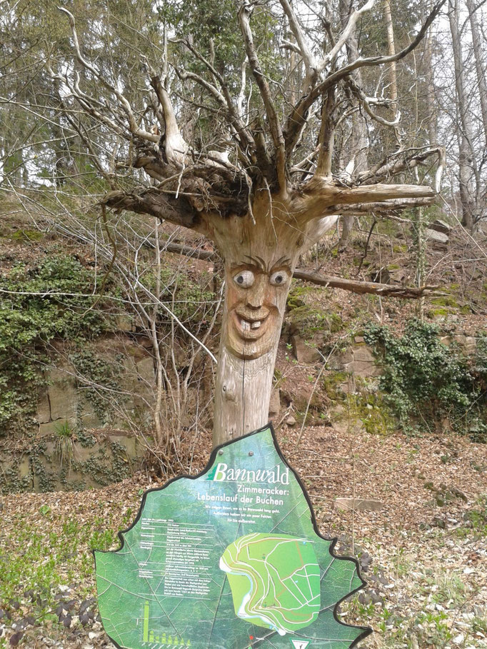 Über den Bannwald bei der Ruine Liebeneck