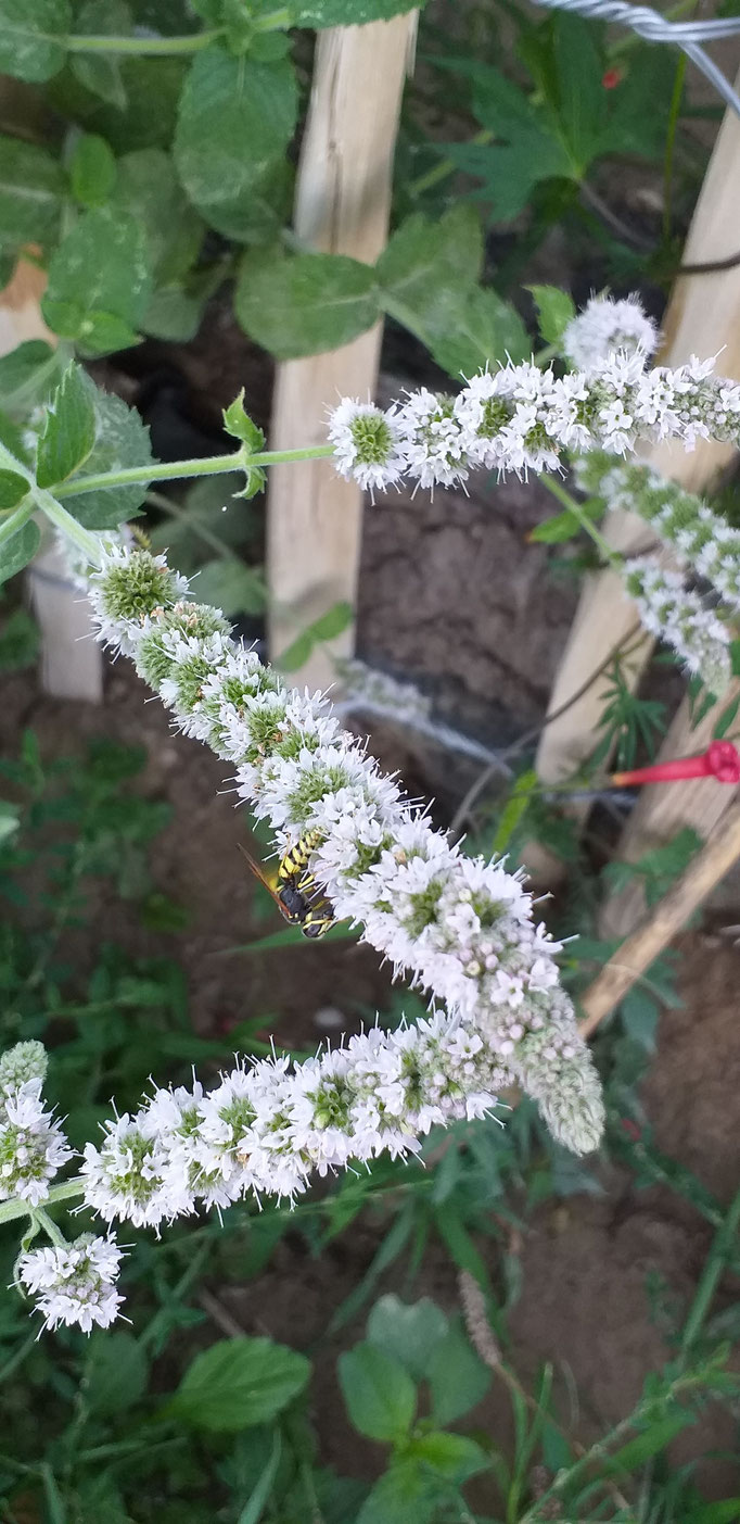 Wildbienen auf Blume