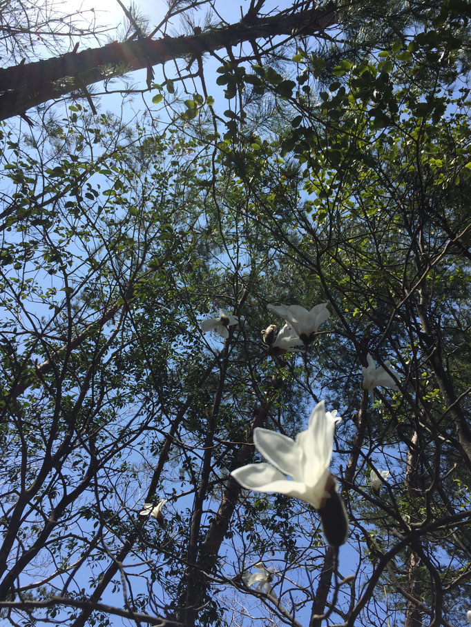 木蓮の花