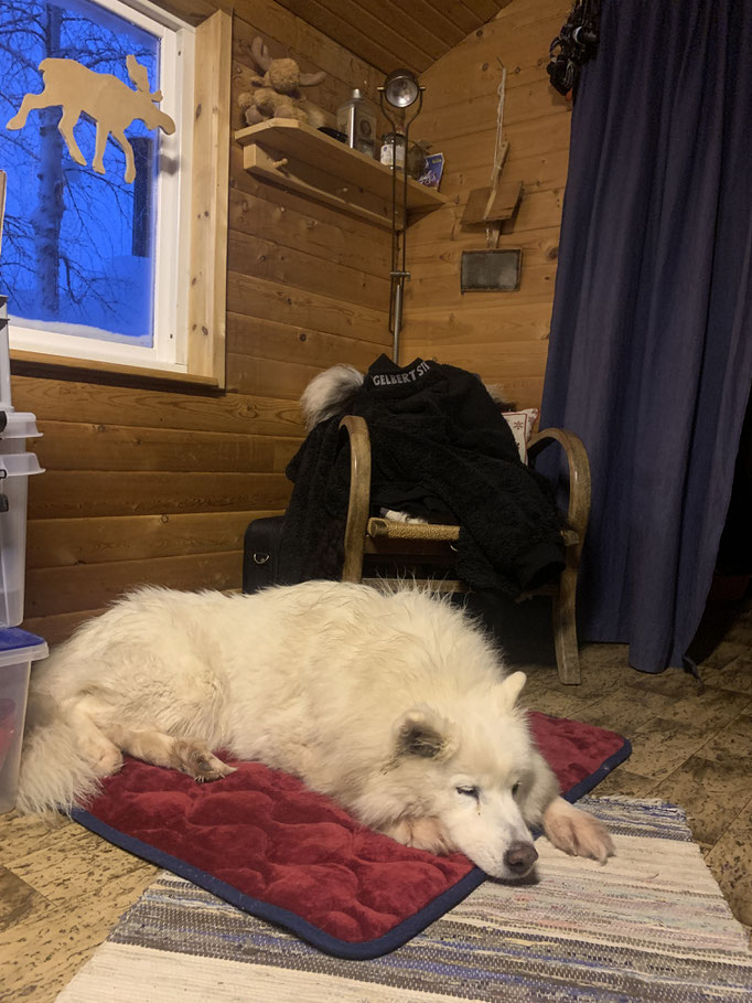 Snowy im „Homeoffice“