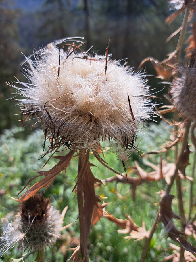 Wollige distel