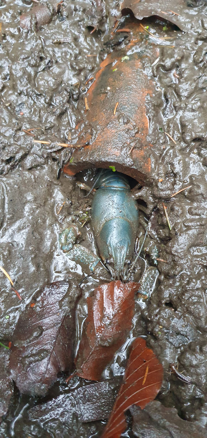 Europäischer Edelkrebs - Männchen in Wohnhöhle