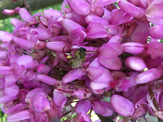Plante Mellifère - Arbre de Judée - Miel de fleurs sauvages