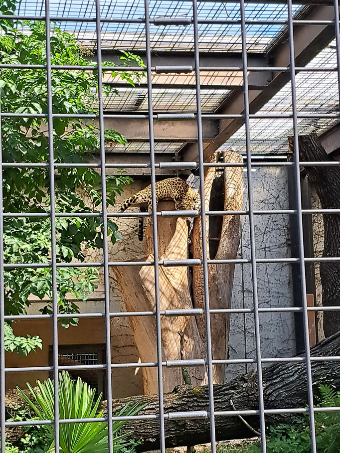 Ein Leopard liegt auf einem Baum.
