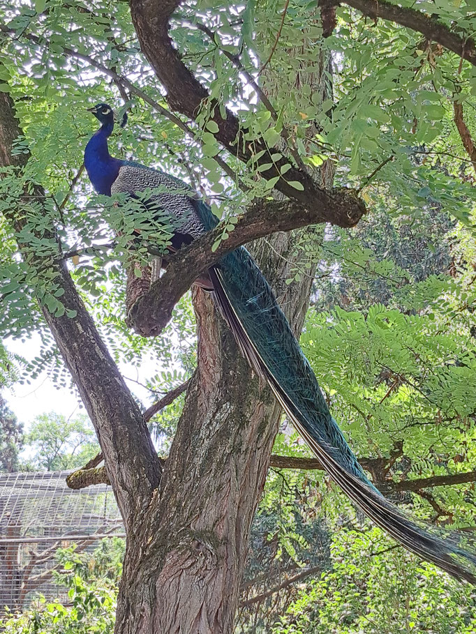 Ein Pfau sitzt auf einem Baum.