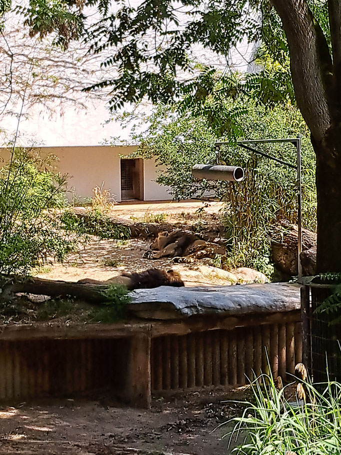 Löwen liegen im Schatten.