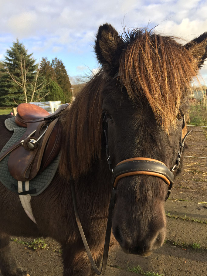 Moli, herausgeputzt zum reiten.