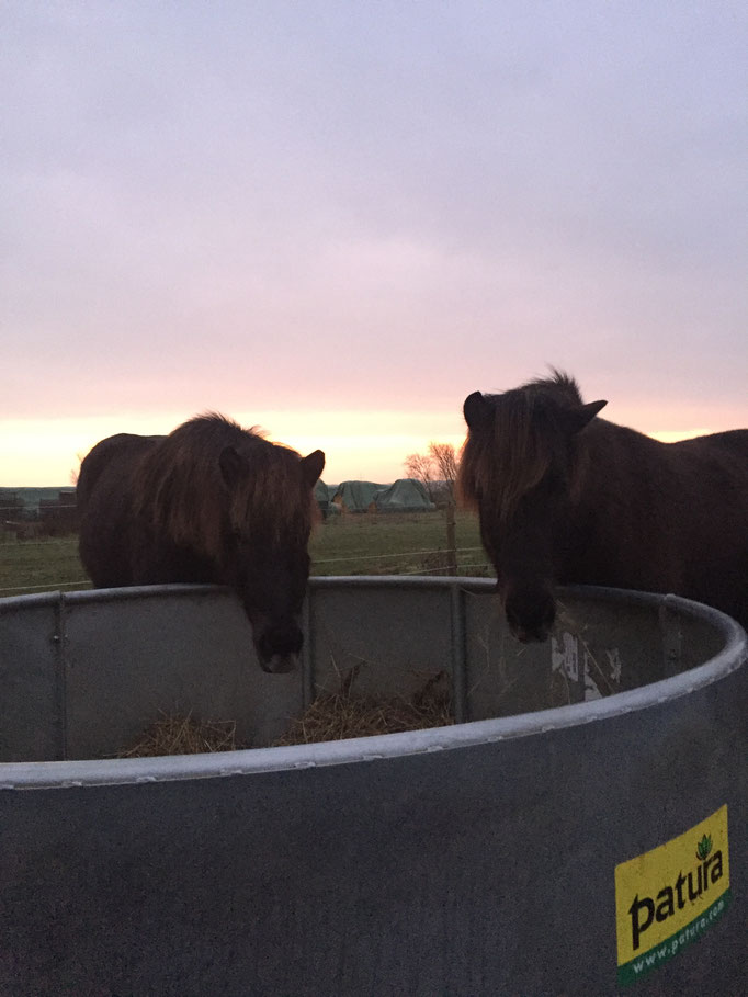 Kráka und Moli an der Heuraufe.