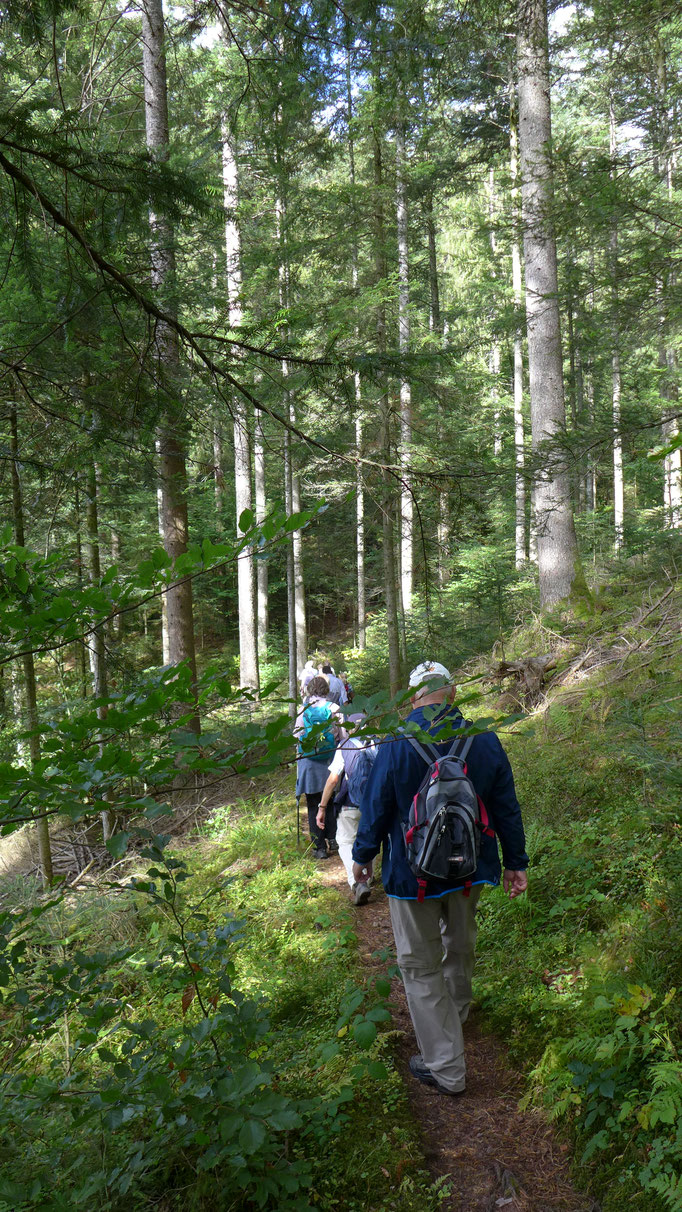 Auf weichen Waldwegen bergab