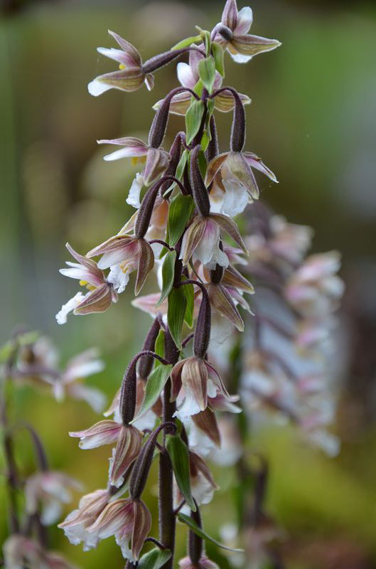 Epipactis palustris  Sumpfstendelwurz 