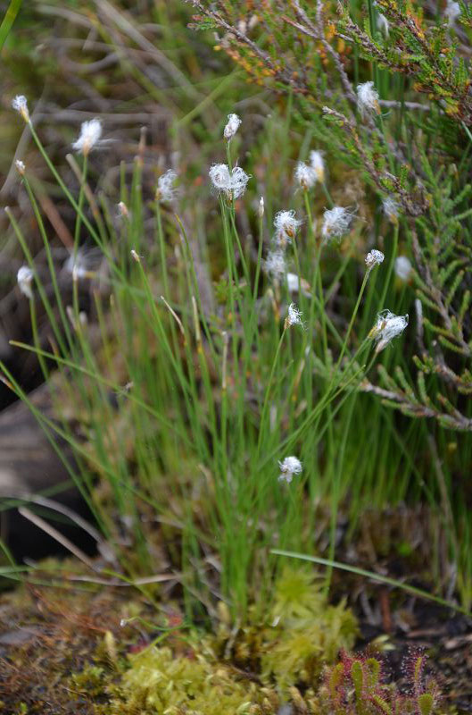 Eriophorum Wollgras 