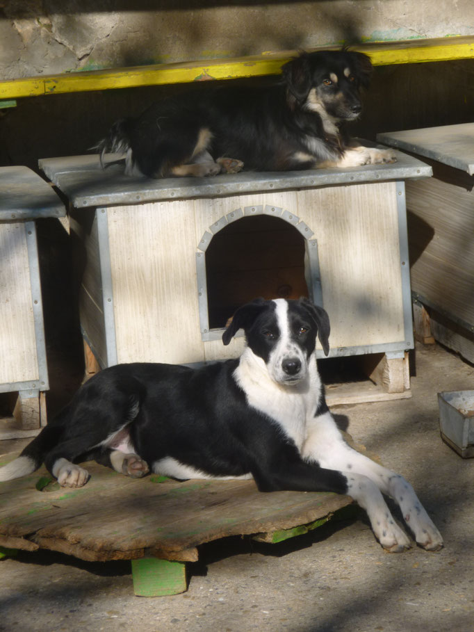 mit dem kleinen Rüden Sammy auf dem Dach der Hütte