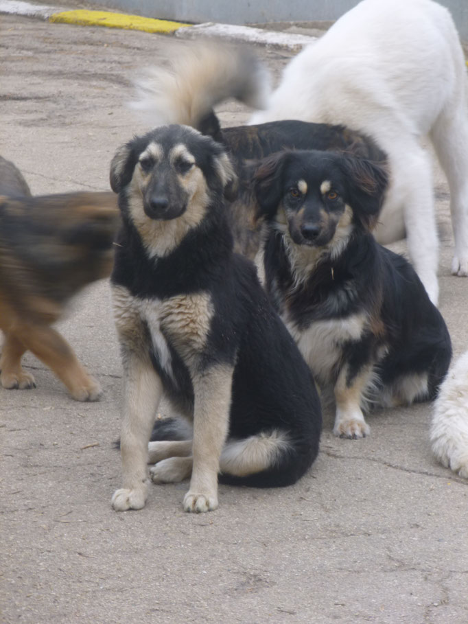 Melony und der kleine Rüde Sammy