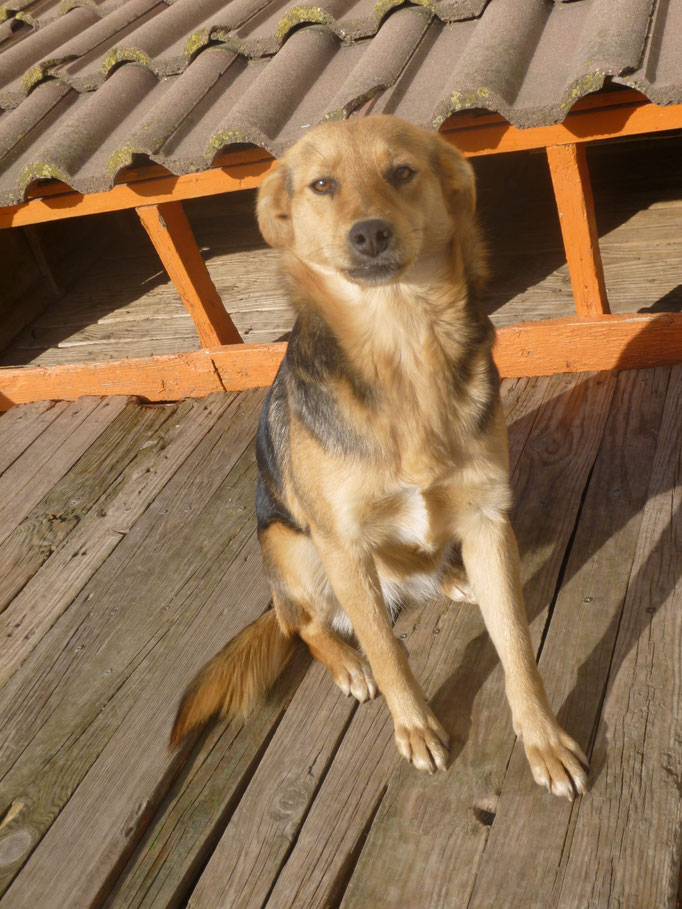 in der Dezembersonne 2024