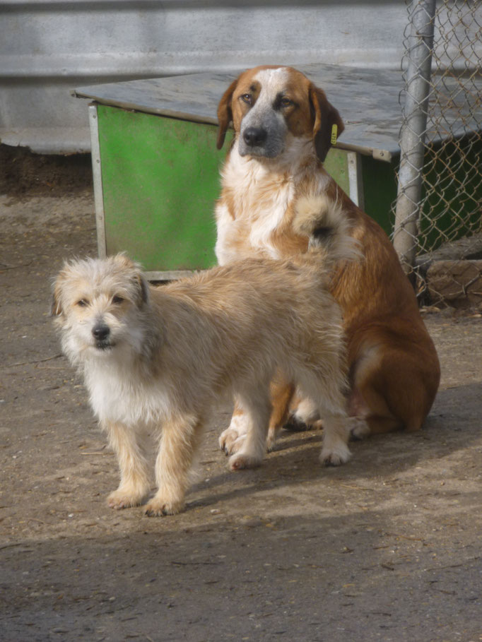 Bruno und der kleine Paco