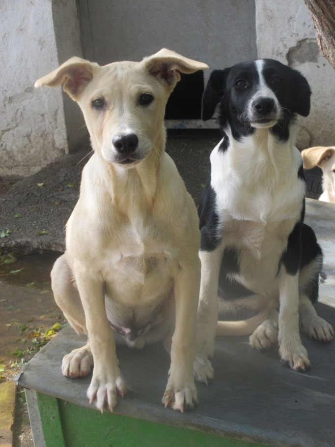 Scooby und Freundin Davina