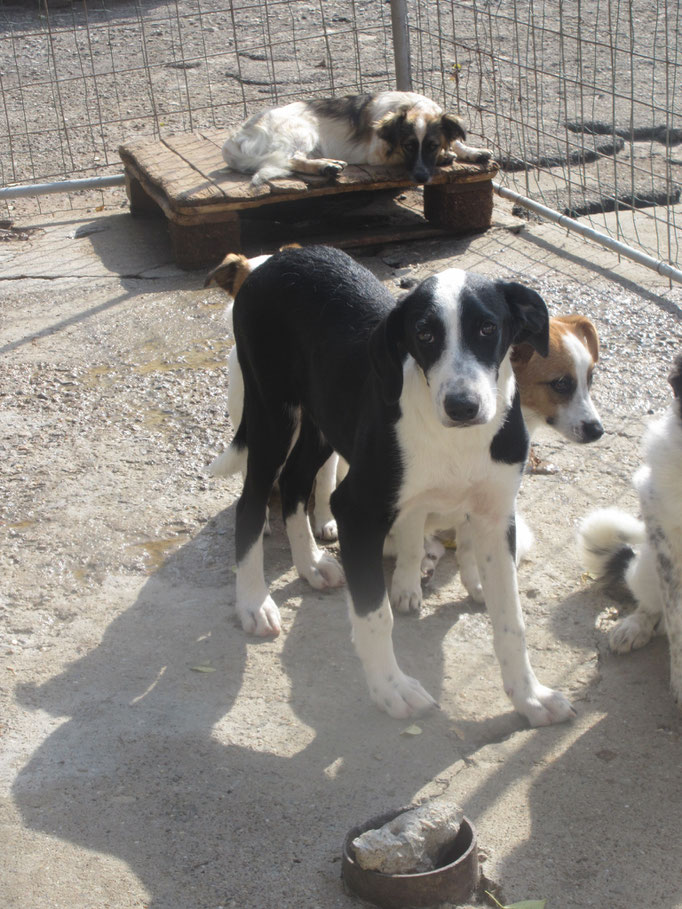 2024 - im Auslauf mit weiteren jungen Hunden