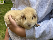 ... Kartoffel
