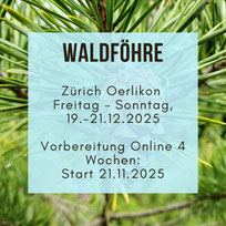 Meditation in Motion. Einfache geführte Meditation für Anfänger, Meditationstipps, Entspannung, Achtsamkeit, Meditation Online-Kurs, Meditationskurs in Zürich Oerlikon. Meditationsausbildung und Meditationslehrer Ausbildung in Zürich Oerlikon und Flims.
