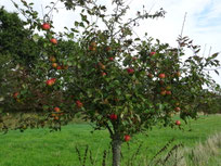 Streuobstwiese