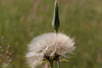 Pusteblume