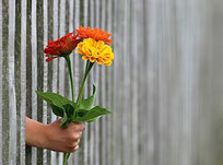 Two flowers shown through a fence, representing clarity and guidance from love tarot readings